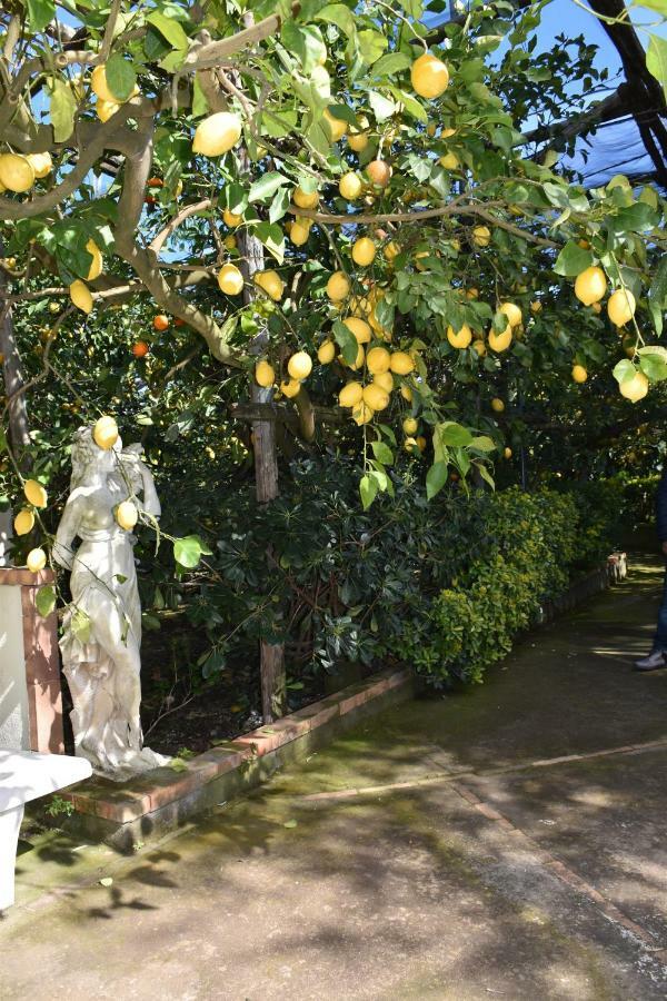 Апартаменты Casa Dei Limoni Масса-Лубренсе Экстерьер фото